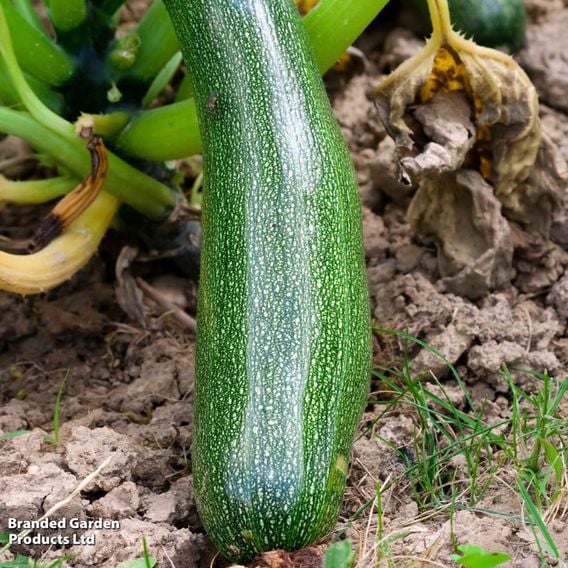 Courgette 'Alberello Di Sarzana' - Organic Seeds