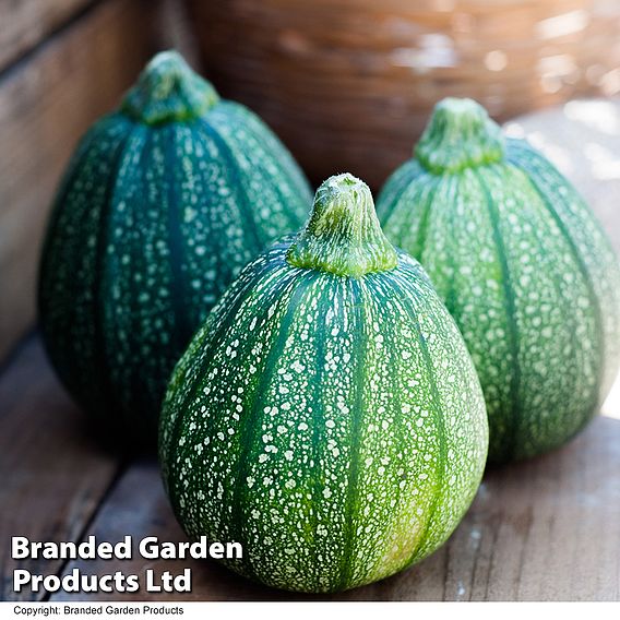 Courgette 'Boldenice' F1 - Seeds