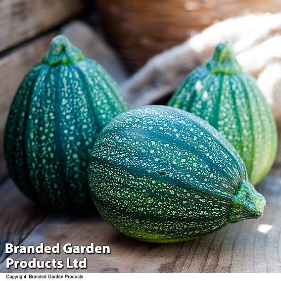Courgette Boldenice F1 Hybrid Seeds
