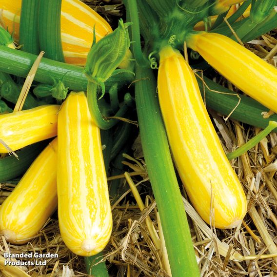 Courgette 'Goldmine' F1 - Seeds