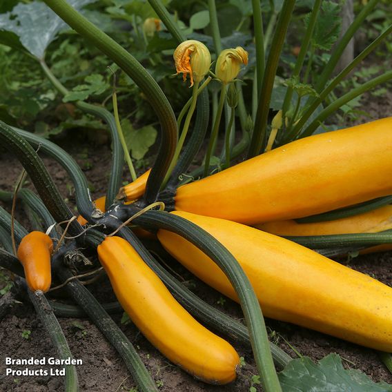 Courgette 'Orelia' F1 - Seeds