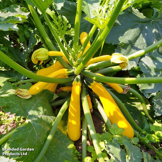 Courgette 'Orelia' F1 - Seeds