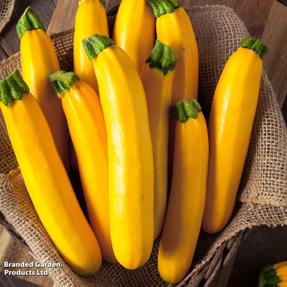 Courgette 'Orelia' F1 - Seeds