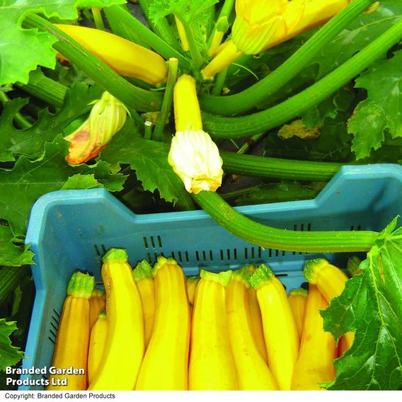 Courgette 'Orelia' F1 - Seeds