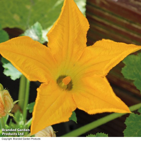 Courgette 'Orelia' F1 - Seeds