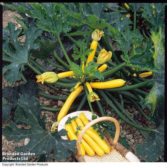 Courgette 'Orelia' F1 - Seeds