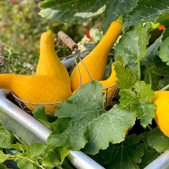 Courgette 'Pic N Pic' F1 - Seeds