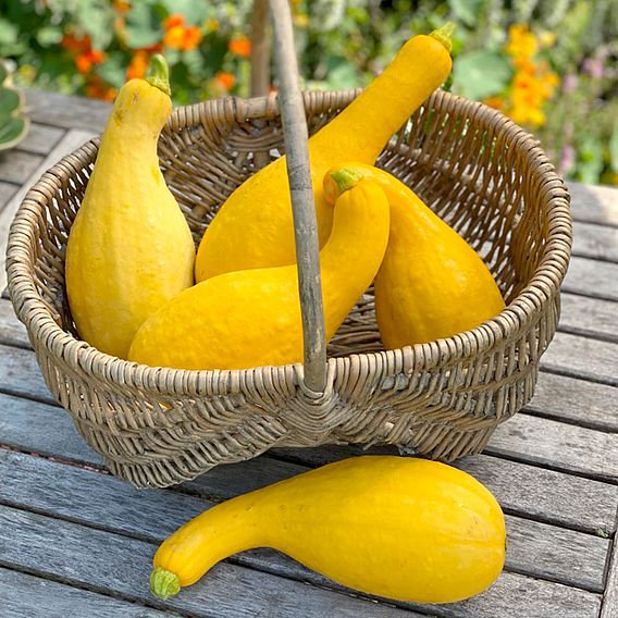 Courgette 'Pic N Pic' F1 - Seeds