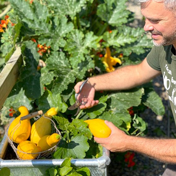 Courgette 'Pic N Pic' F1 - Seeds