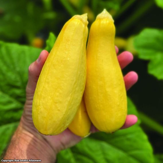 Courgette 'Supersonic' F1 - Seeds