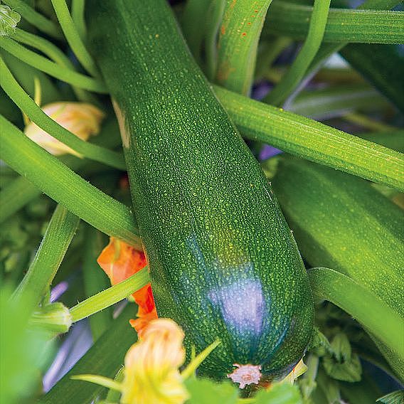 Courgette Plant - Sure Thing