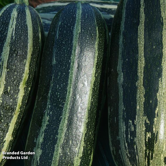 Marrow 'Tiger Cross' - Seeds