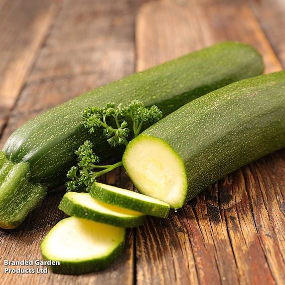 Courgette 'Genovese' - Organic Seeds