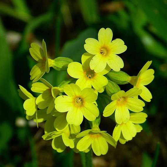 Primula veris