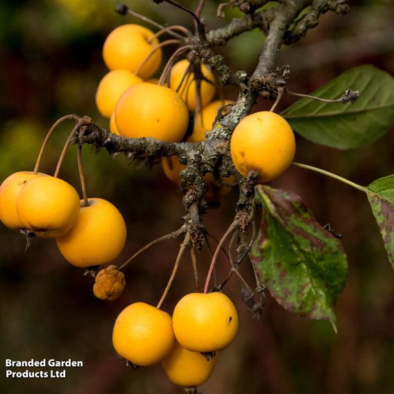 Crab Apple 'Butterball' (Mature Tree)