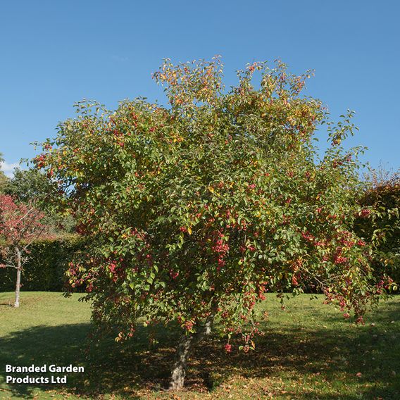 Crab Apple 'Evereste' (Mature Tree)