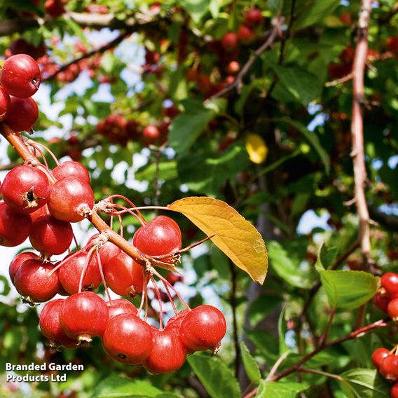 Crab Apple 'Gorgeous'