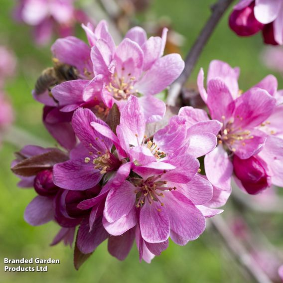 Crab Apple 'Gorgeous'
