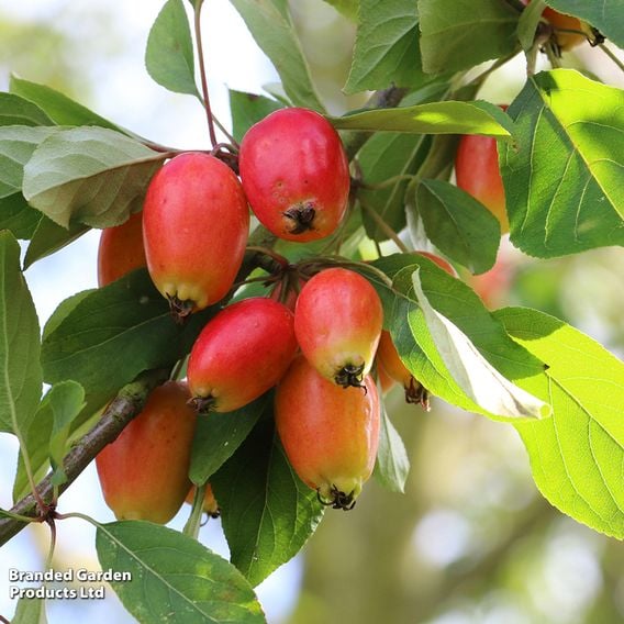 Crab Apple 'John Downie' (Mature Tree)