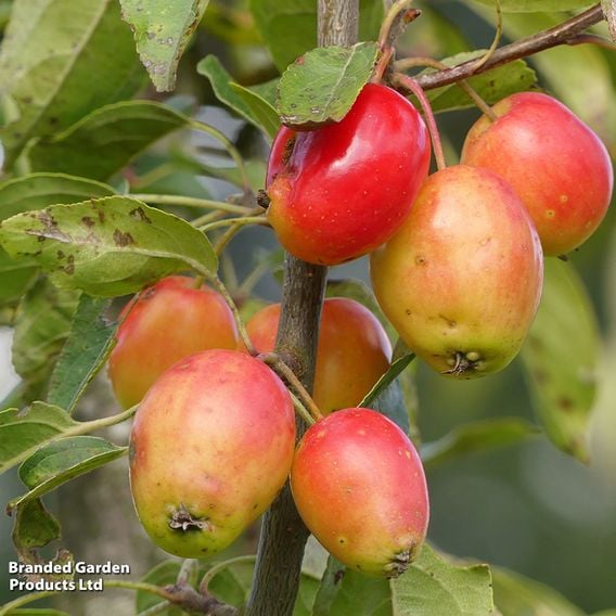 Crab Apple 'John Downie' (Mature Tree)