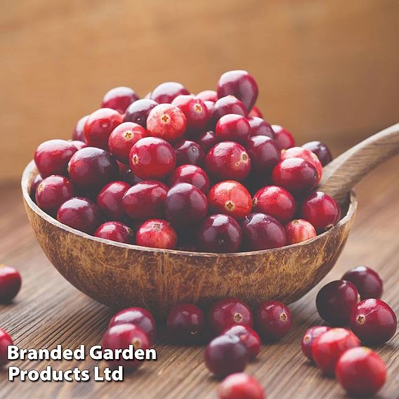 Cranberry 'Pilgrim'