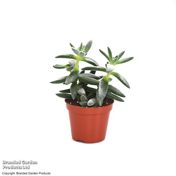 Crassula 'Tarantula'
