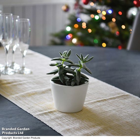Crassula 'Tarantula'
