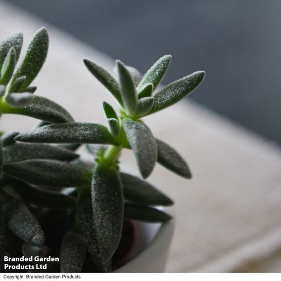 Crassula 'Tarantula'