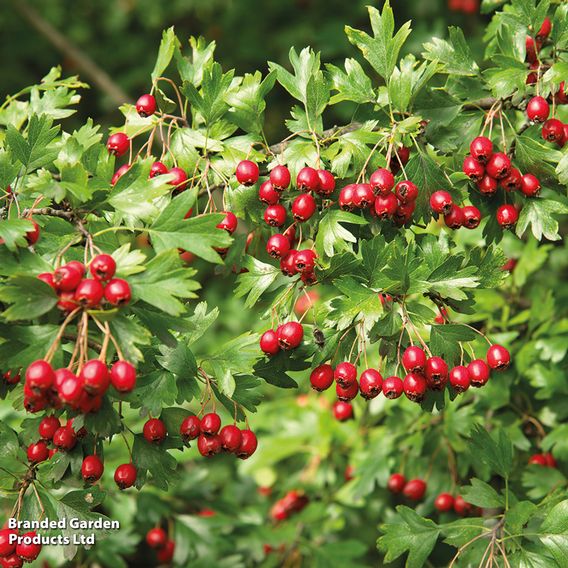 Hawthorn (Hedging)
