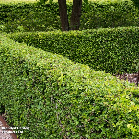 Hawthorn (Hedging)