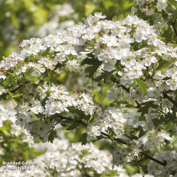 Hawthorn (Hedging)
