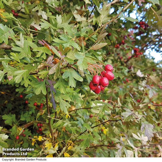 Hawthorn (Hedging)