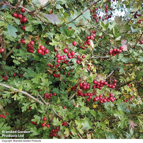 Hawthorn (Hedging)