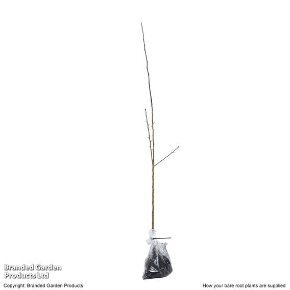 Hawthorn (Hedging)
