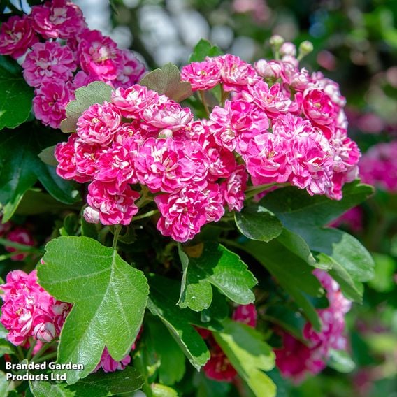 Crataegus media 'Pauls Scarlet' (Mature Tree)