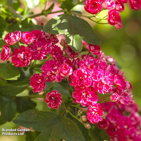 Crataegus laevigata 'Rosea Flore Pleno'