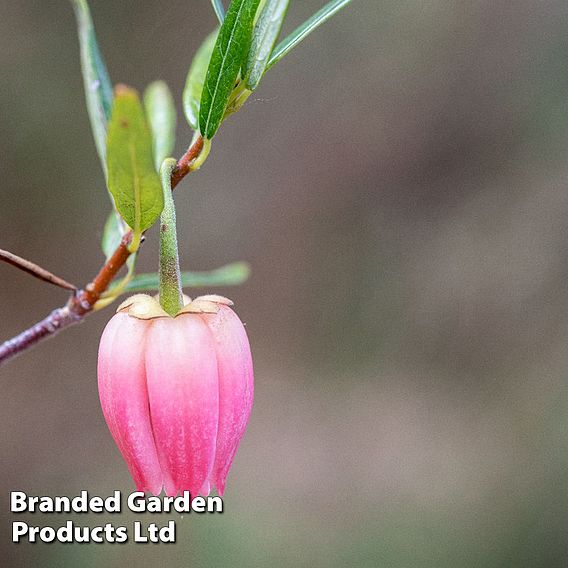 Crinodendron 'Ada Hoffman'