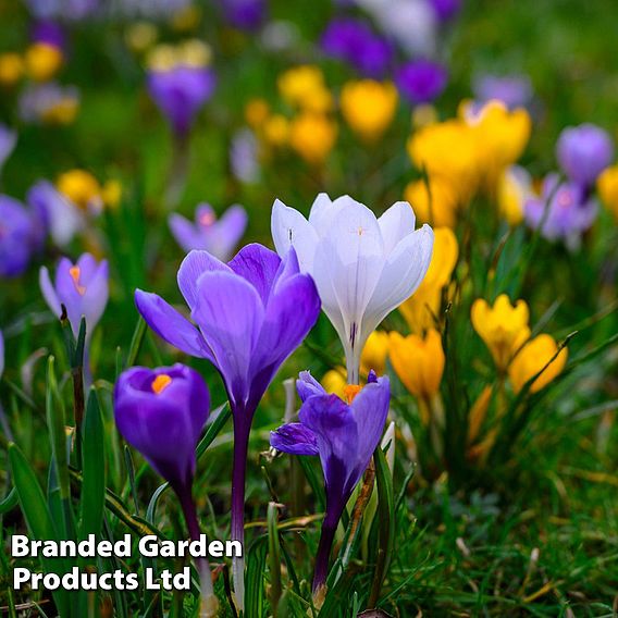 Crocus 'Botanical Mixed'