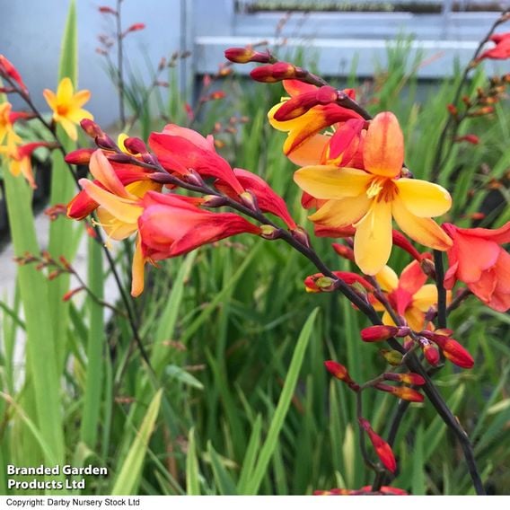 Crocosmia x crocosmiiflora 'Fire Jumper'