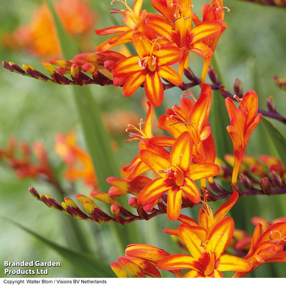 Crocosmia 'Firestarter' (Firestars Series)