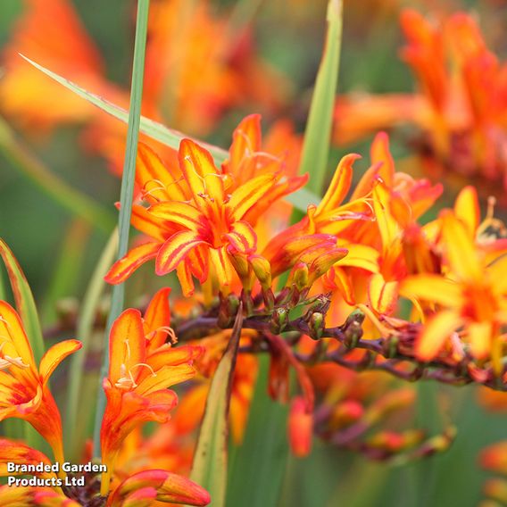 Crocosmia 'Firestarter' (Firestars Series)