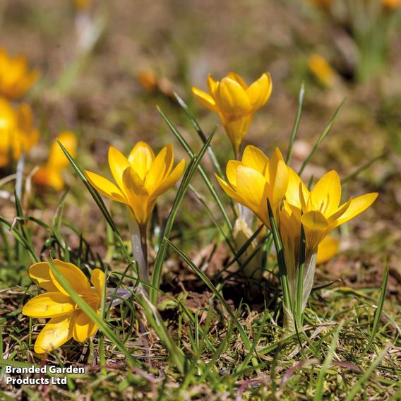 Crocus ancyrensis 'Golden Bunch'