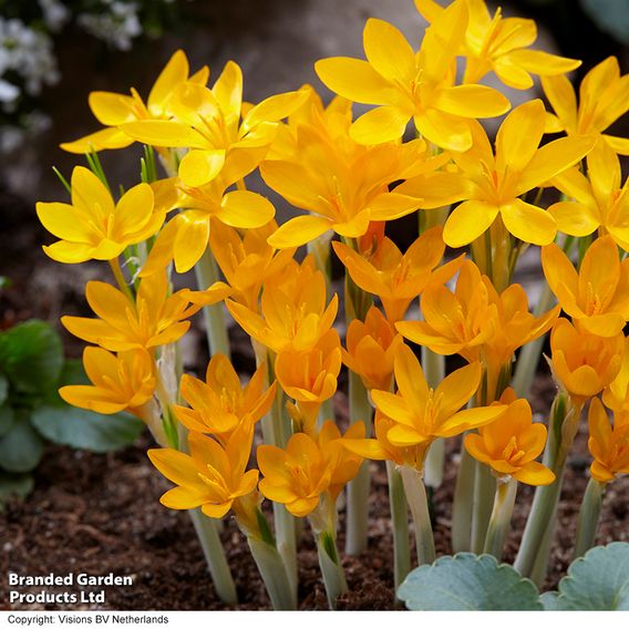 Crocus ancyrensis 'Golden Bunch'