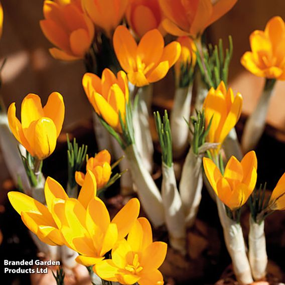 Crocus ancyrensis 'Golden Bunch'