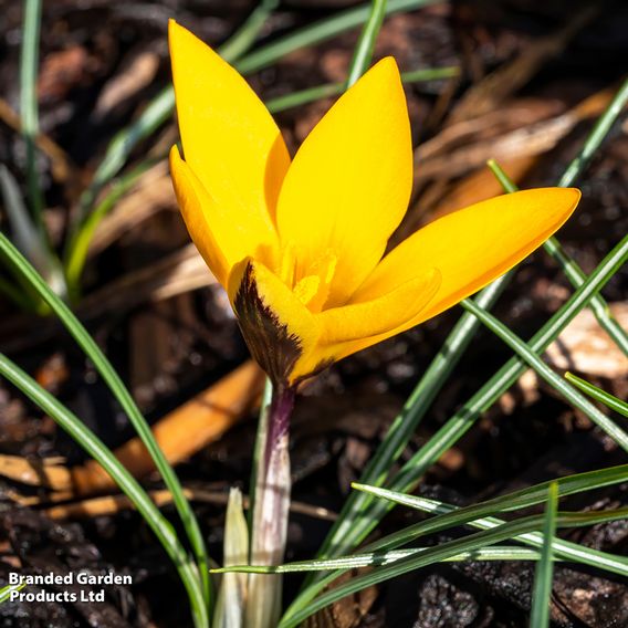 Crocus ancyrensis 'Golden Bunch'