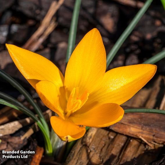 Crocus ancyrensis 'Golden Bunch'