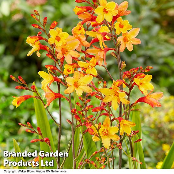 Crocosmia 'Harlequin'