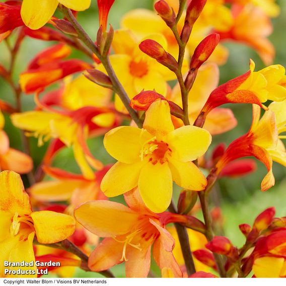 Crocosmia Collection