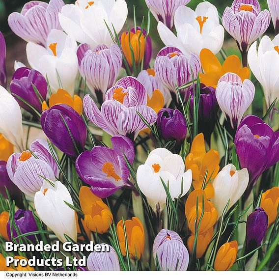 Crocus 'Large Dutch Collection'