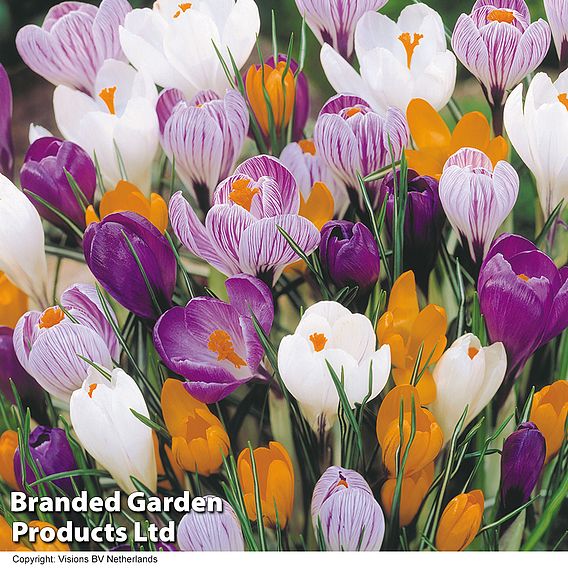 Crocus Dutch Collection